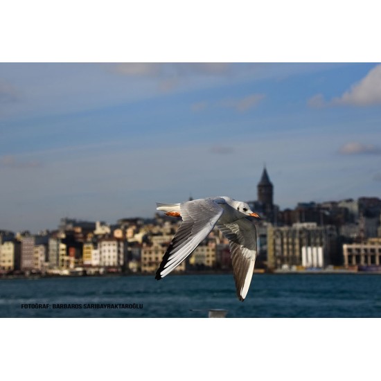 Fotoğraf Fotoğraf